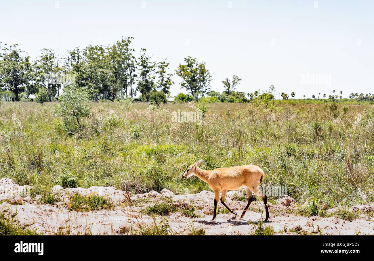 Capriolo di pampas femminile (Ozotoceros bezoarticus) cammina intorno alle praterie di Ibera, Argentina. Il cervi di pampas fu reintrodotto a Iberá dopo quel Foto Stock