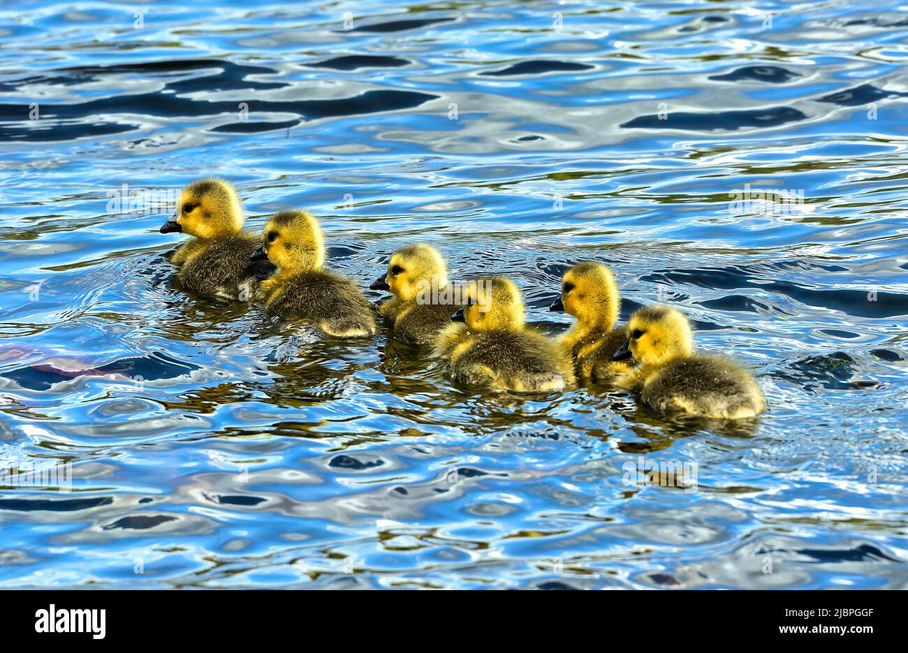 Sei canadensis Canada Goose (Branta canadensis); nuoto in una linea Foto Stock