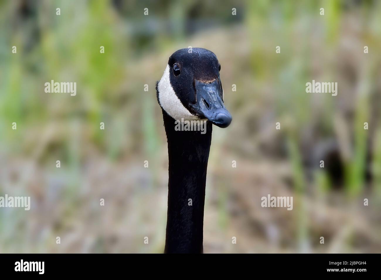 Un'immagine ritratto di un'oca canadese (Branta canadensis); Foto Stock