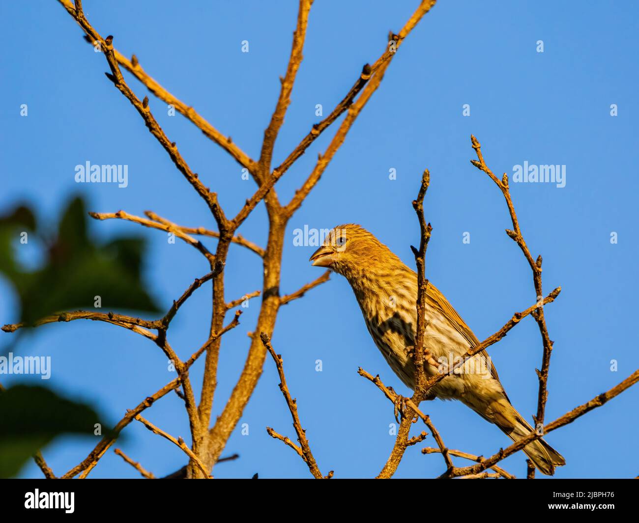 Primo piano di una femmina del finch House in Oklahoma Foto Stock