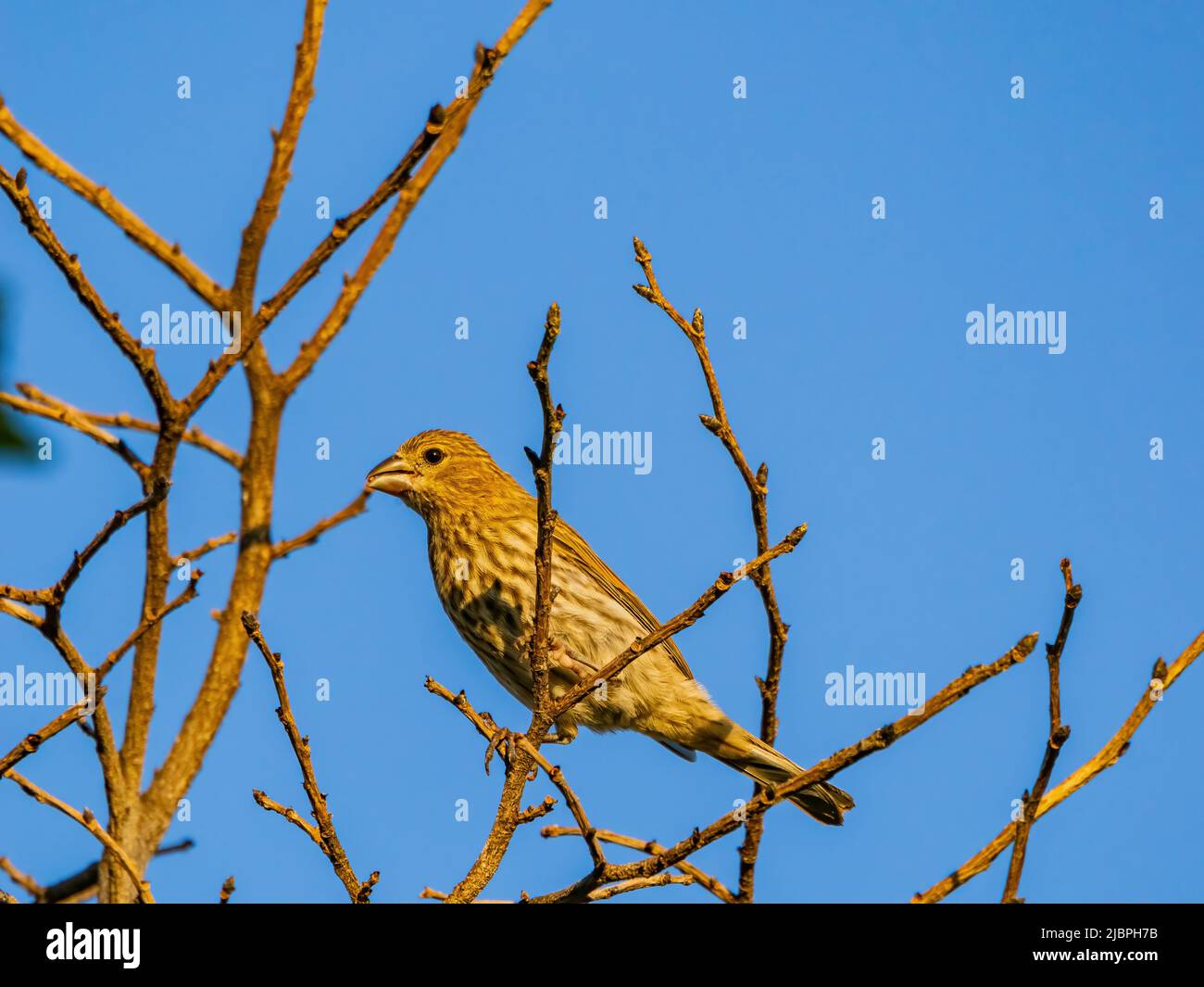 Primo piano di una femmina del finch House in Oklahoma Foto Stock