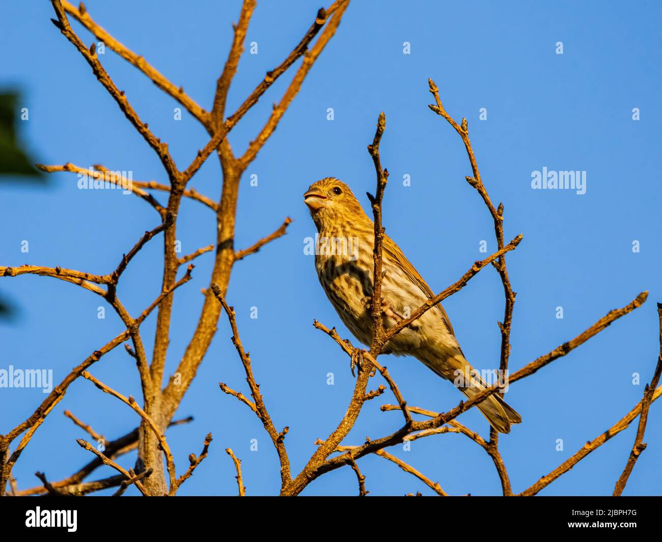 Primo piano di una femmina del finch House in Oklahoma Foto Stock