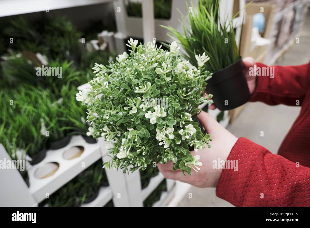 La ragazza acquista piante artificiali e verdi con fiori bianchi in pentole. Le mani si avvicinano Foto Stock