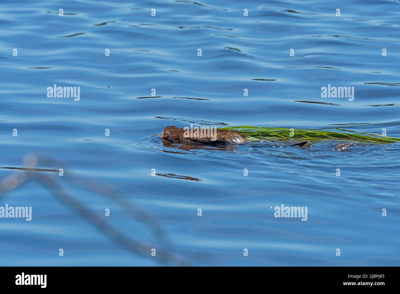 Un Muskrat Nuoto con una poppa di erbe nel Seney National Wildlife Refuge nel Michigan Foto Stock