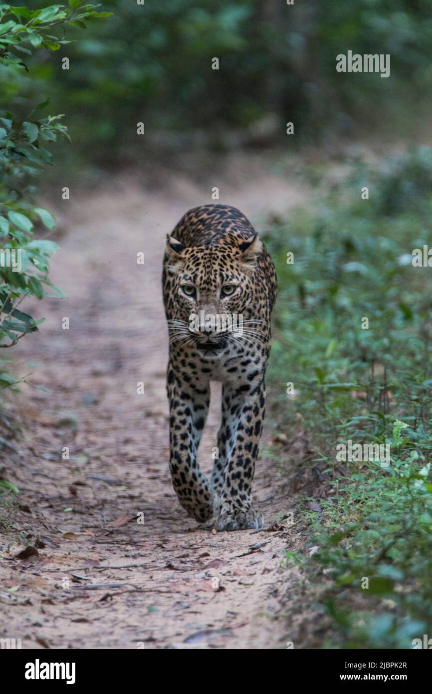 Leopardi dello Sri Lanka in natura Foto Stock