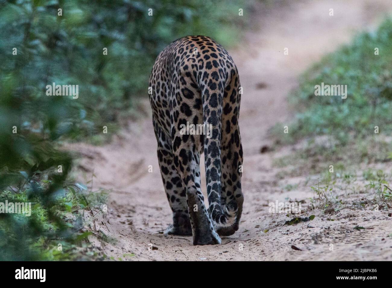 Leopardi dello Sri Lanka in natura Foto Stock