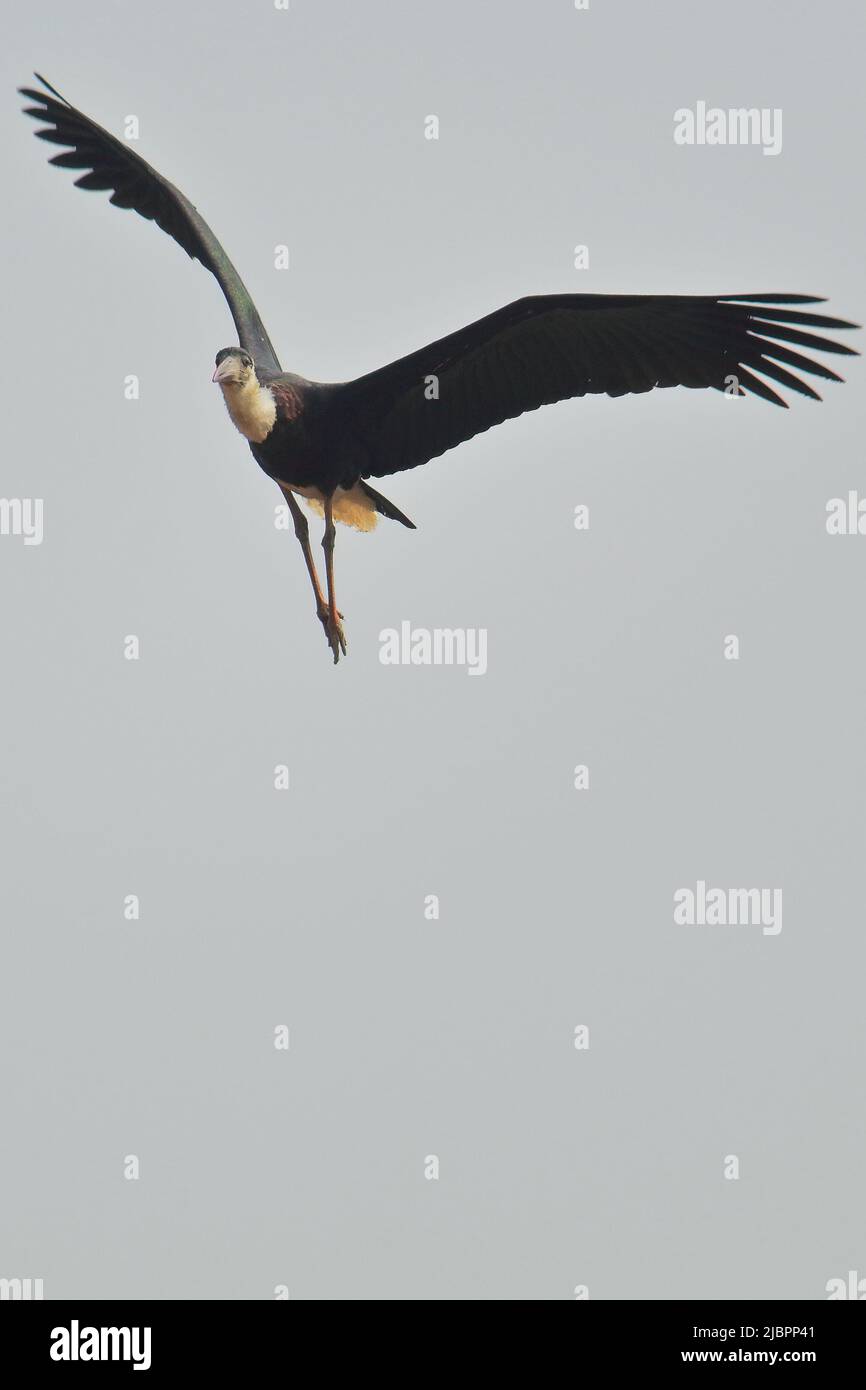 molto raro e in pericolo di cicogna a collo di lana (ciconia episcopus) che vola nel cielo, regione del delta del gangetic del bengala occidentale in india Foto Stock