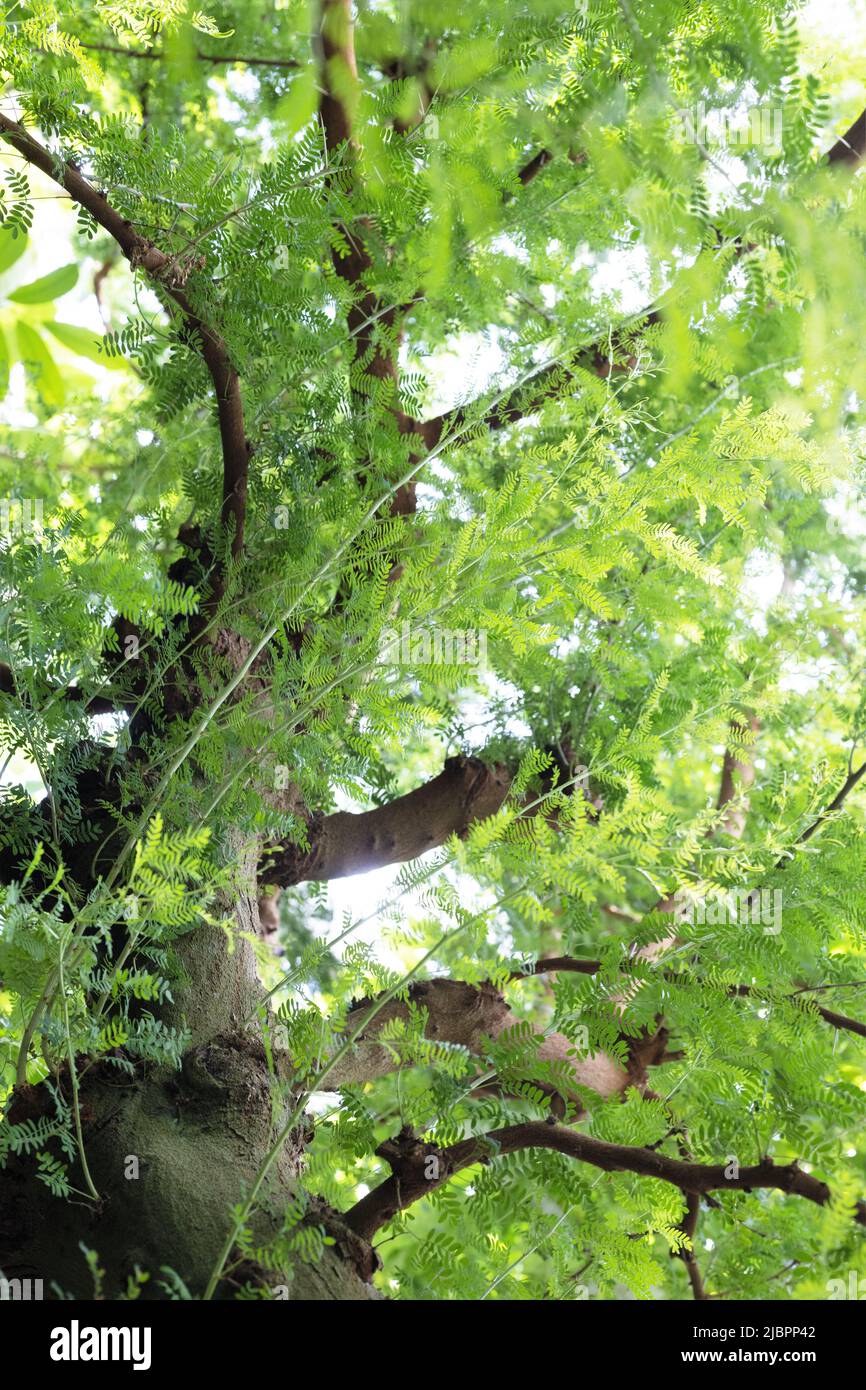 Acacia erioloba - albero di spine di cammello. Foto Stock