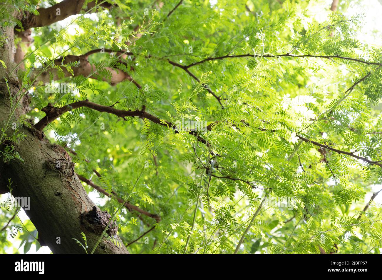 Acacia erioloba - albero di spine di cammello. Foto Stock