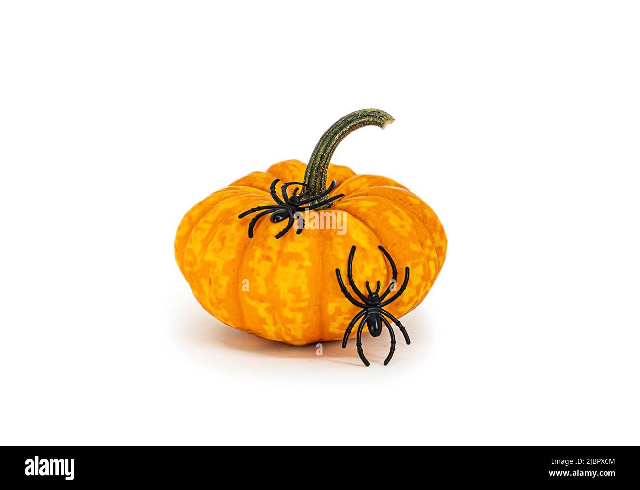 Zucca decorativa di Halloween con ragno, oggetto isolato su sfondo bianco. Foto Stock