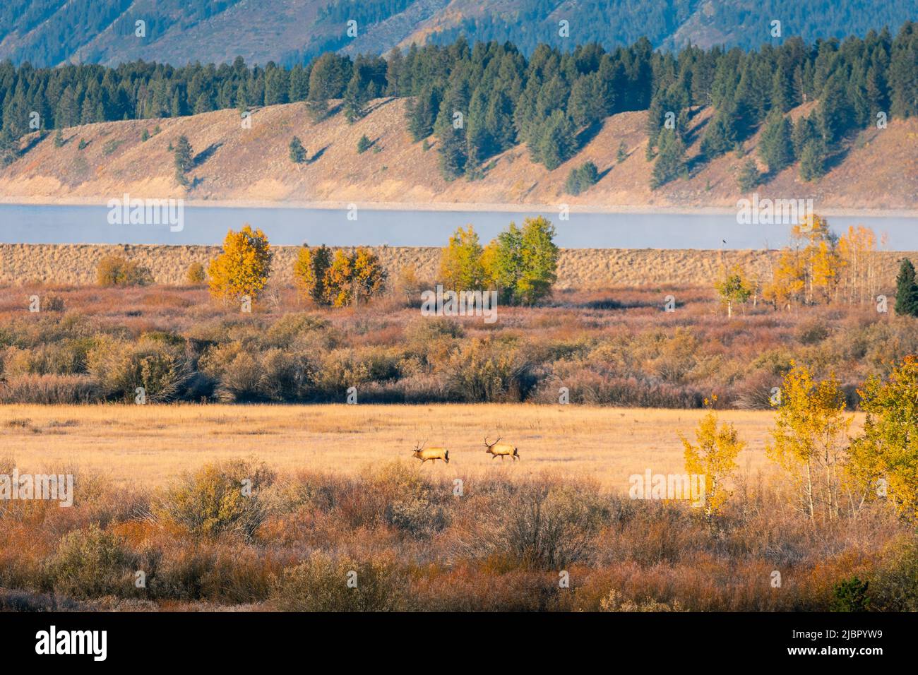 Due mosche nel campo di erba di Willow Flats si affacciano, area di osservazione della fauna selvatica che copre da piccoli cespugli e alberi del Grand Teton National Park, Wyoming, U. Foto Stock