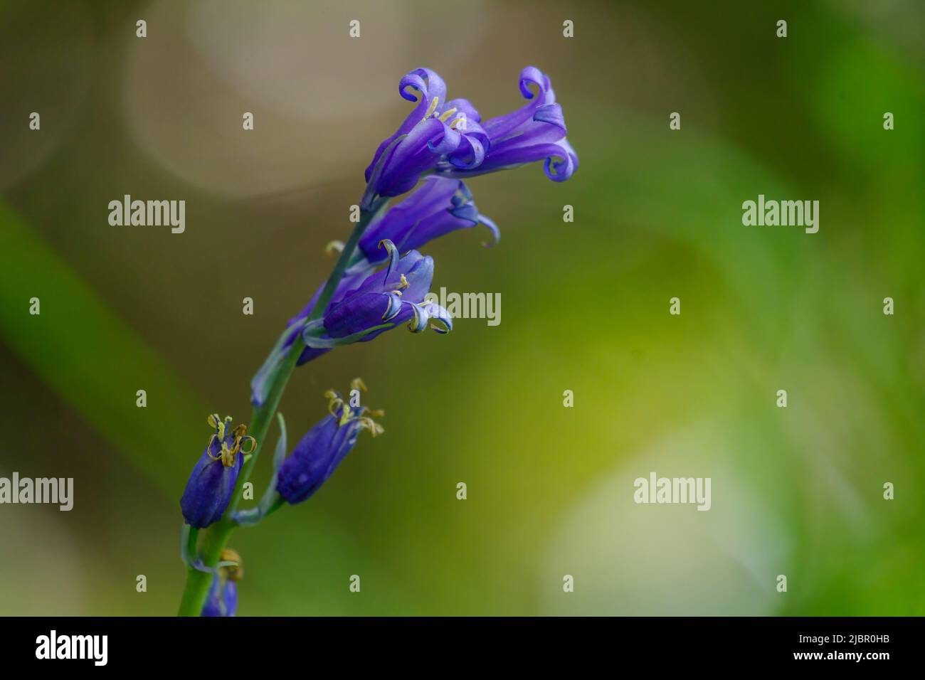 Primo piano dei fiori del bluebell comune (Hyacinthoides non-scripta) con sfondo sfocato Foto Stock