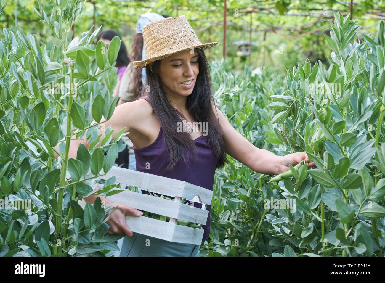Giovane agricoltore latino femmina che raccoglie fave di fave dalla pianta al giardino urbano. Foto Stock