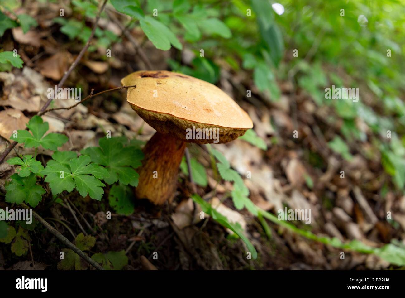 Funghi in una foresta di beechen. Foto Stock