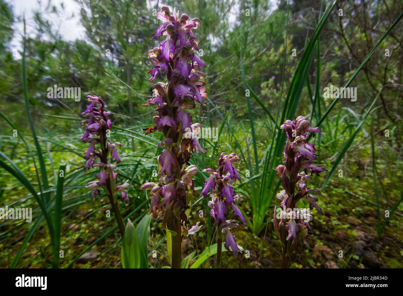 4 orchidee giganti (Himantoglossum robertianum), primavera a Maiorca, Spagna Foto Stock