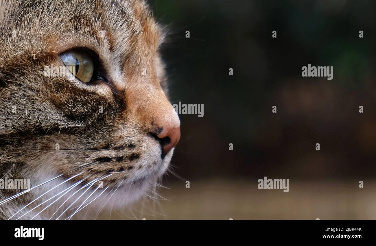Ritratto in primo piano della faccia a strisce del gatto nel profilo. La museruola di un gatto a righe con occhi verdi, baffi bianchi lunghi, naso rosa. Foto Stock