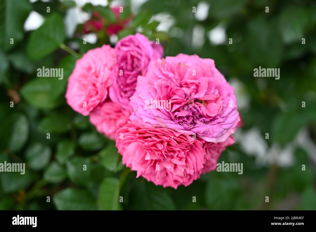 Bella pianta di fiori rosa in giardino Foto Stock