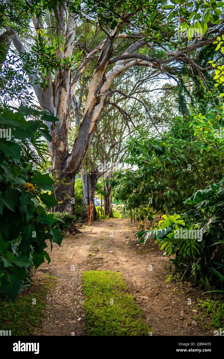 strada forestale per la città in una zona di montagna con una bella vista Foto Stock