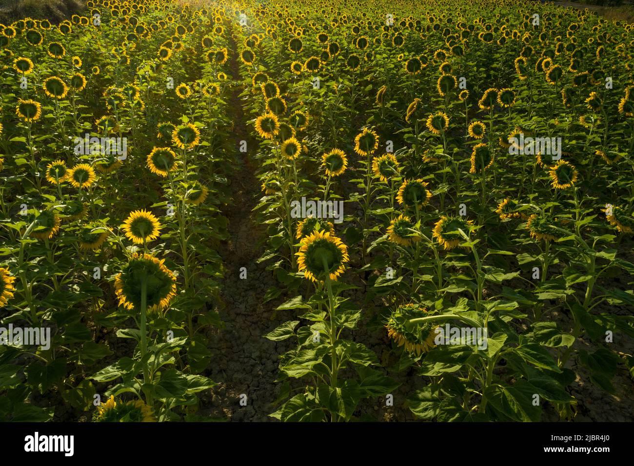 Estate alba sul campo di girasole - foto stock Foto Stock