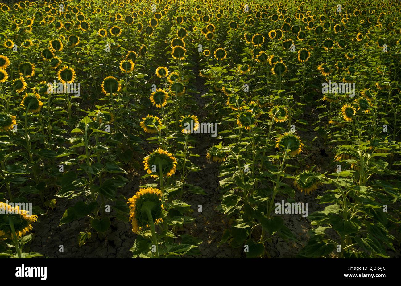 Estate alba sul campo di girasole - foto stock Foto Stock