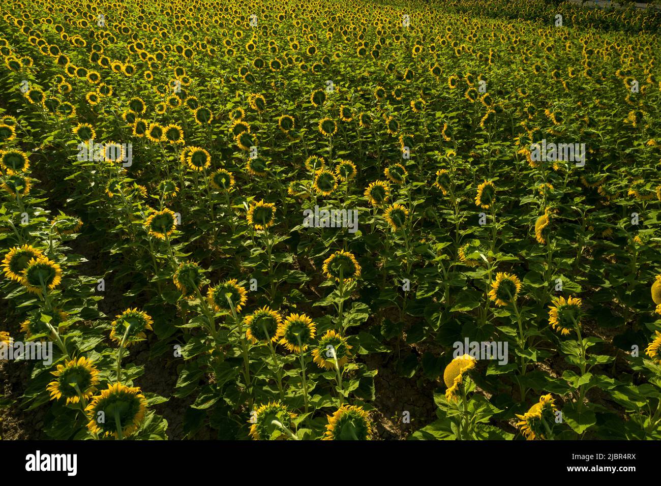 Estate alba sul campo di girasole - foto stock Foto Stock