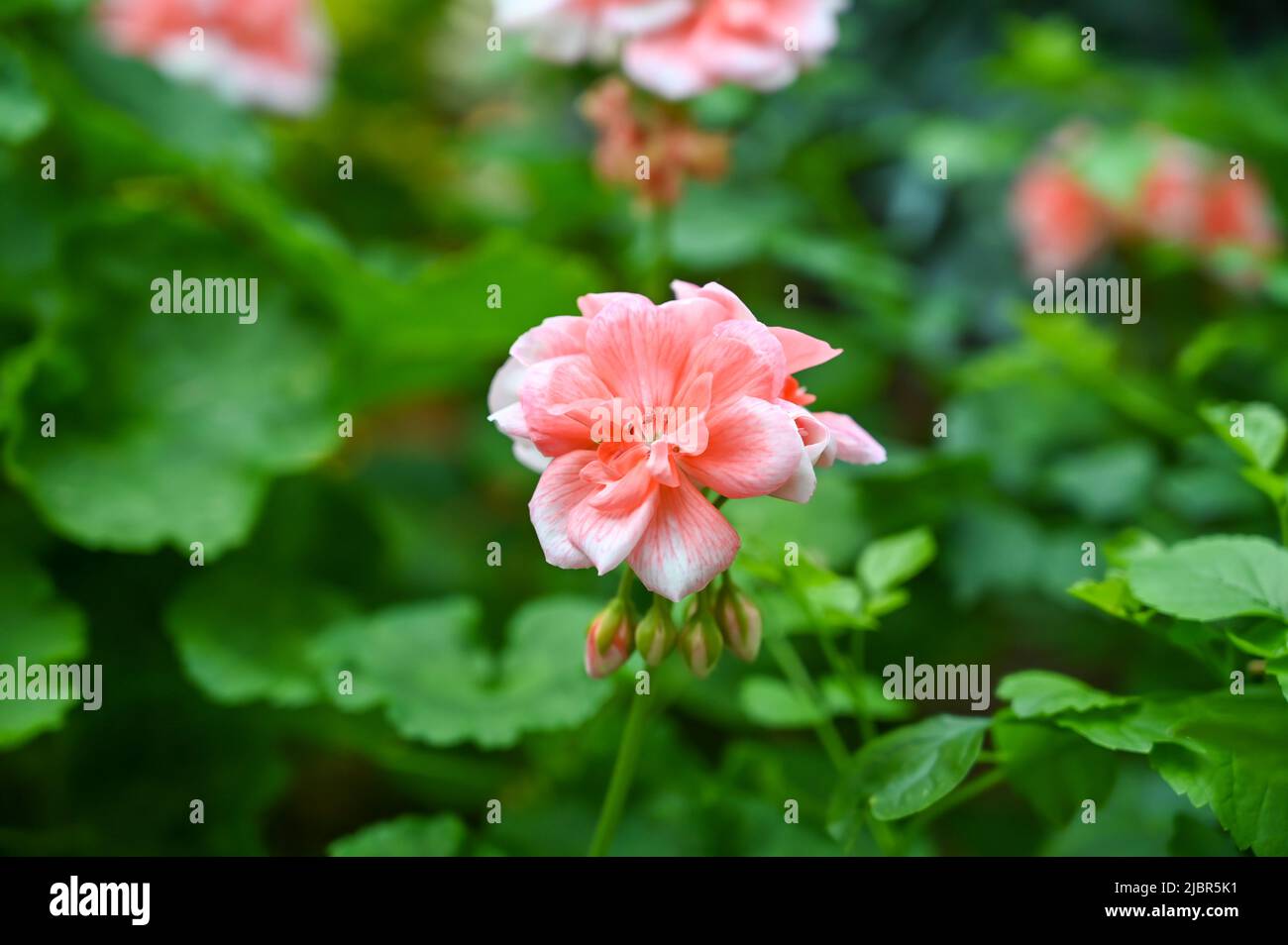 Bella pianta di fiori rosa in giardino Foto Stock