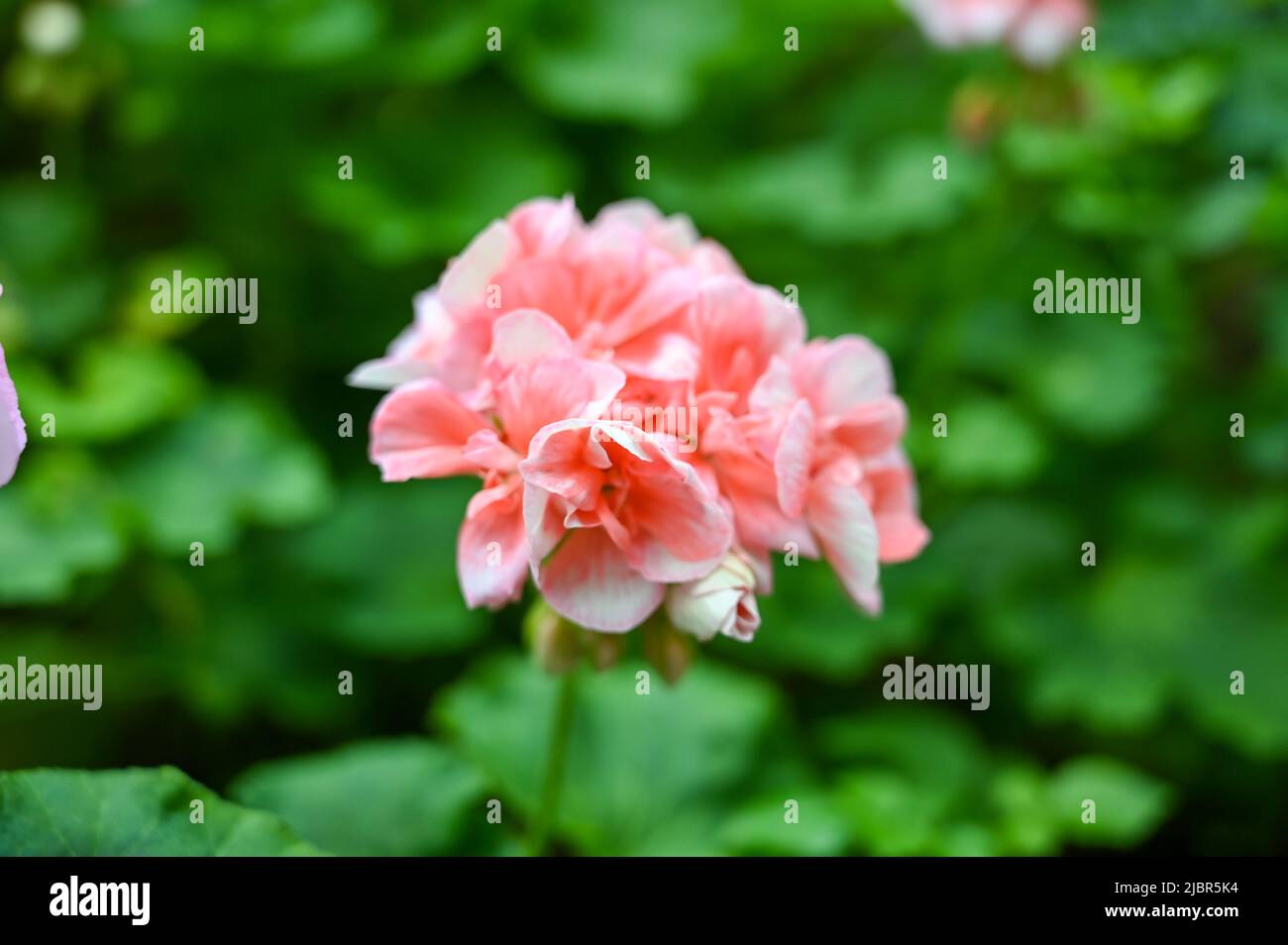 Bella pianta di fiori rosa in giardino Foto Stock