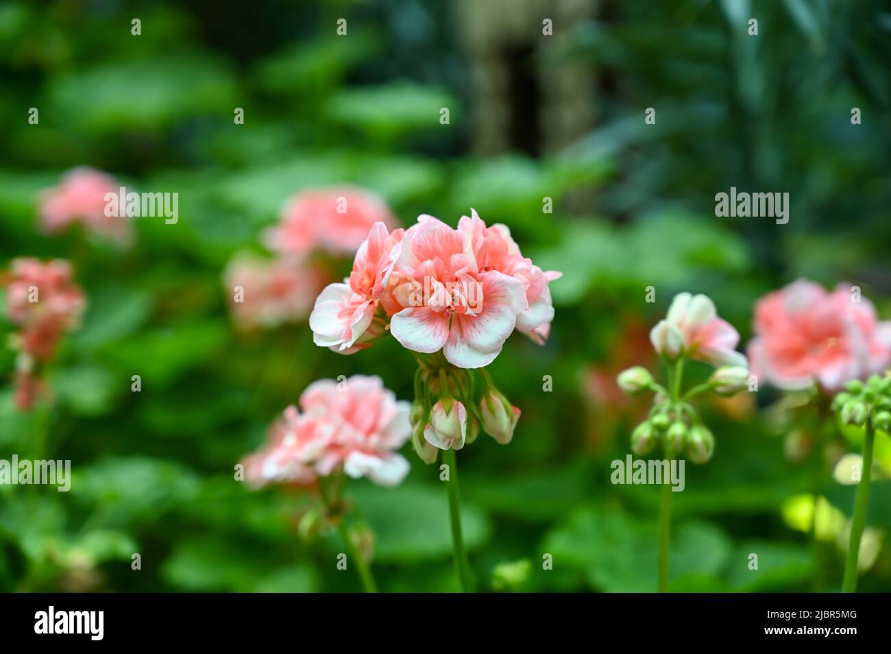 Bella pianta di fiori rosa in giardino Foto Stock