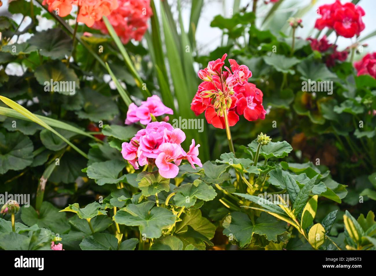 Bella pianta di fiori rosa in giardino Foto Stock