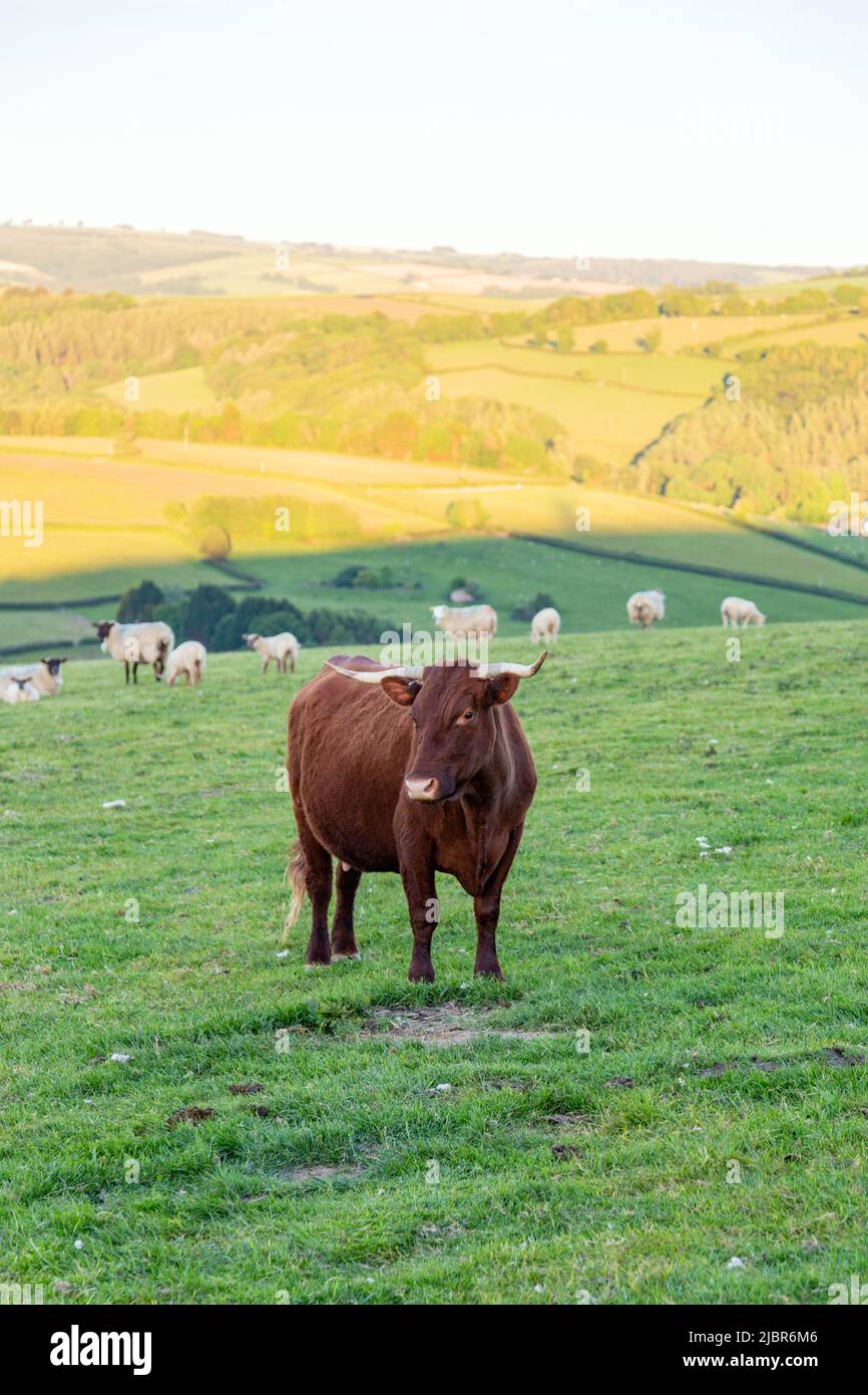 Red Devon Cow, High Bickington, Devon, Inghilterra, Regno Unito. Foto Stock