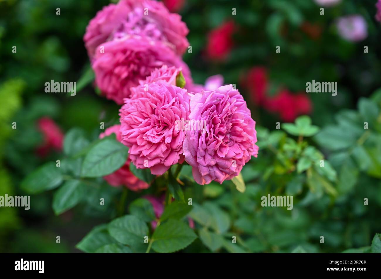 Bella pianta di fiori rosa in giardino Foto Stock