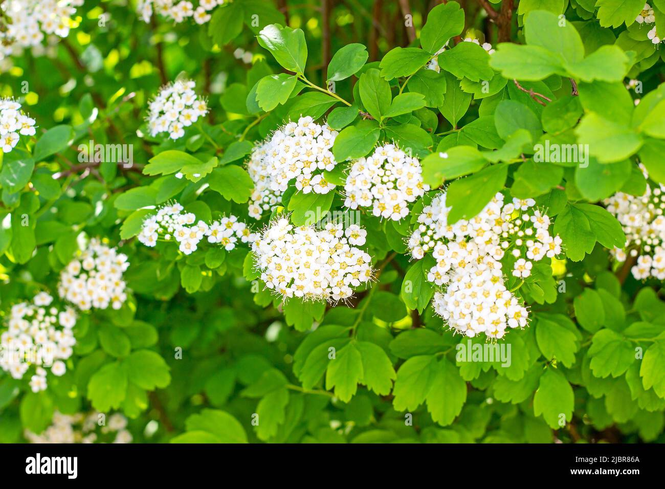 Molti fiori bianchi di Spirea (Spiraea Vanhouttei Briot Zabel Gold Fountain) con foglie verdi in primavera nel giardino. Foto Stock