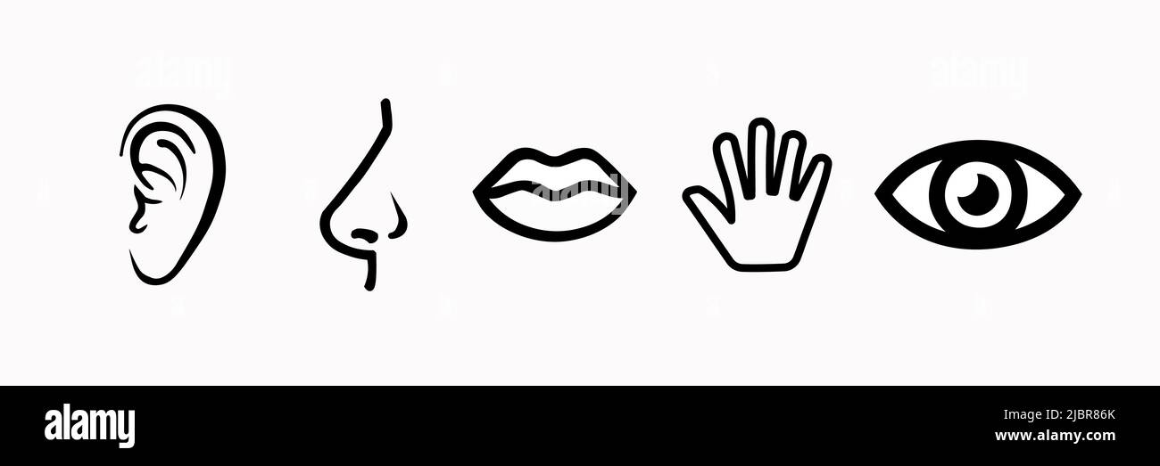 Cinque sensi di illustrazione del vettore del sistema nervoso umano Illustrazione Vettoriale