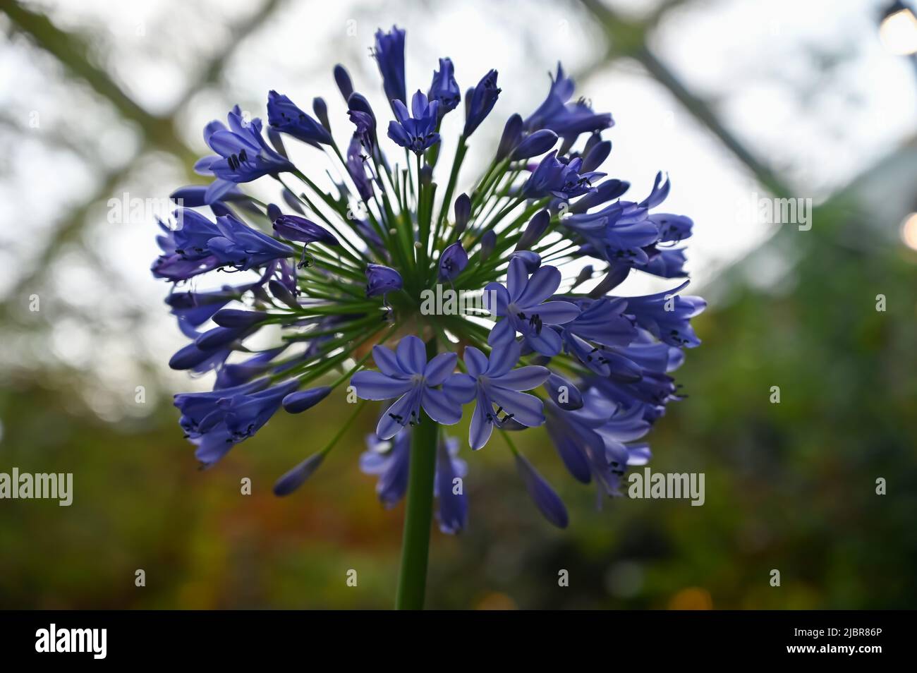 Bella pianta di fiori viola in giardino Foto Stock