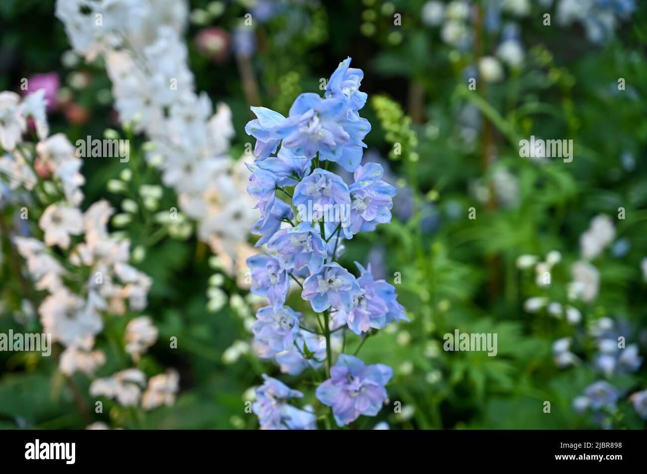 Bella pianta di fiori viola in giardino Foto Stock