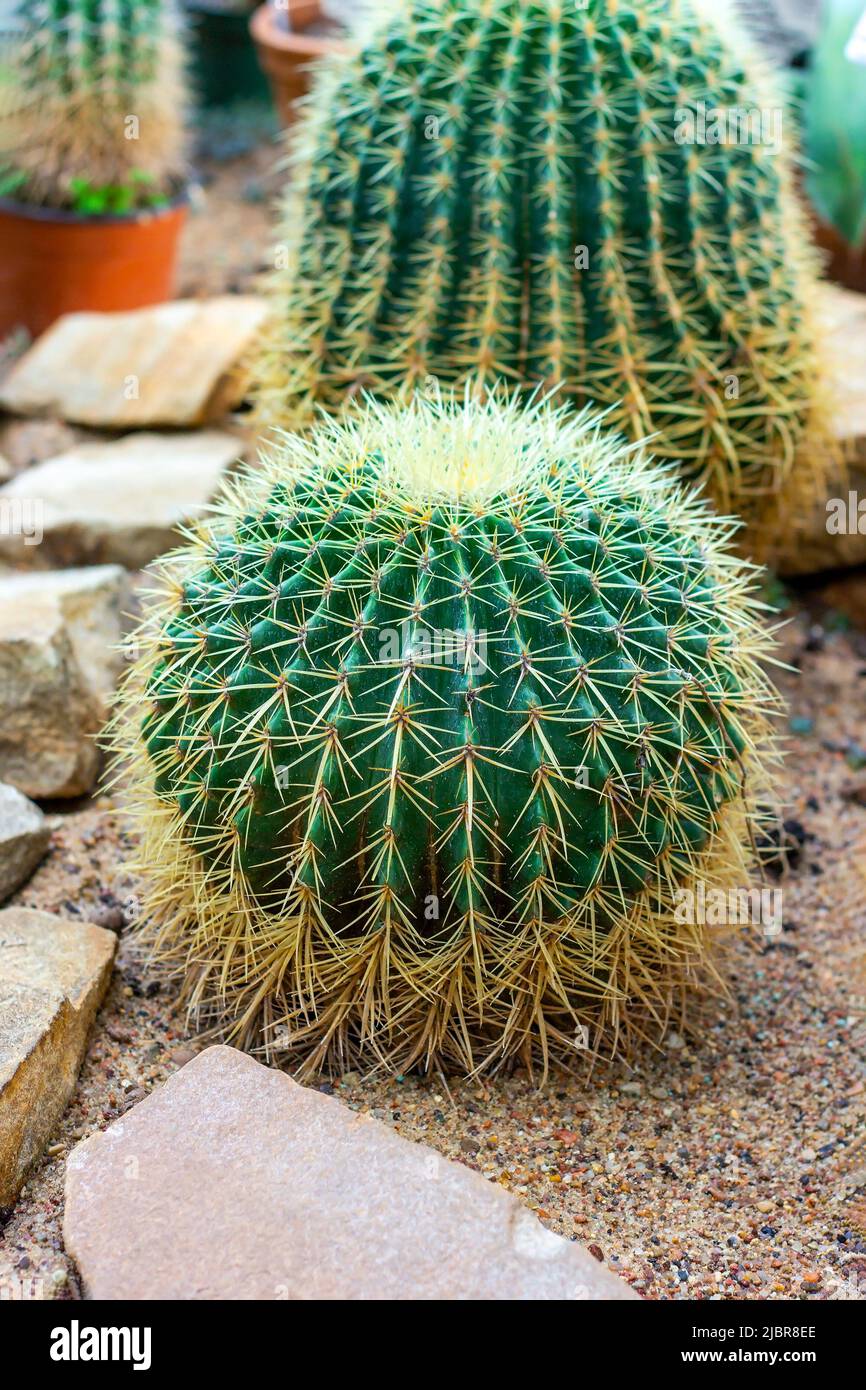 Verde tondo spugnoso dorato cactus (Echinocactus grusonii o Kroenleinia grusonii) pianta con aghi in giardino. Foto Stock