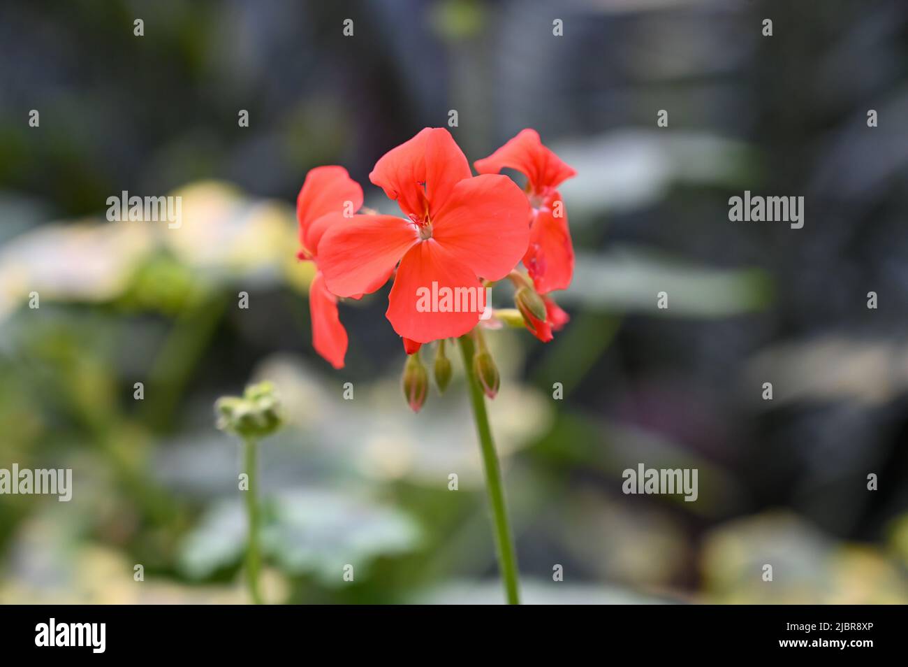Bella pianta di fiori rossi in giardino Foto Stock