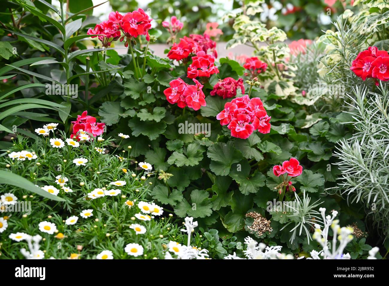 Bella pianta di fiori rossi in giardino Foto Stock