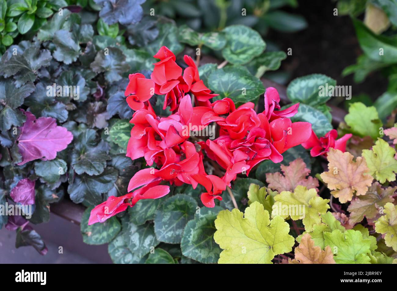 Bella pianta di fiori rossi in giardino Foto Stock
