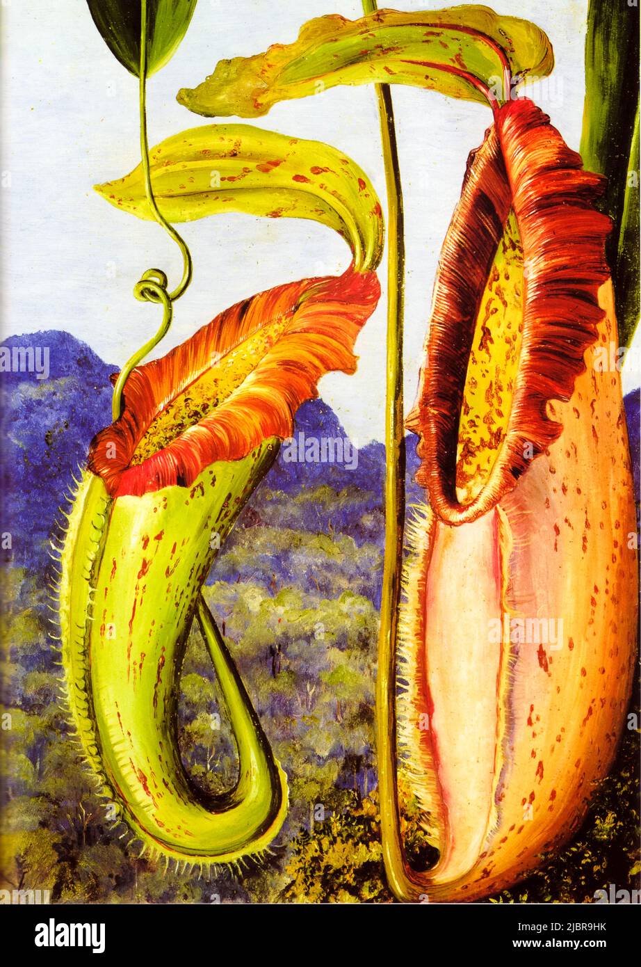 Marianne North, pittura, Pitcher Plant (nepenthes northiana), circa 1876 Foto Stock