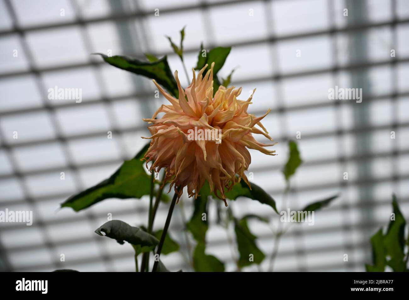 Bella pianta di fiori gialli in giardino Foto Stock