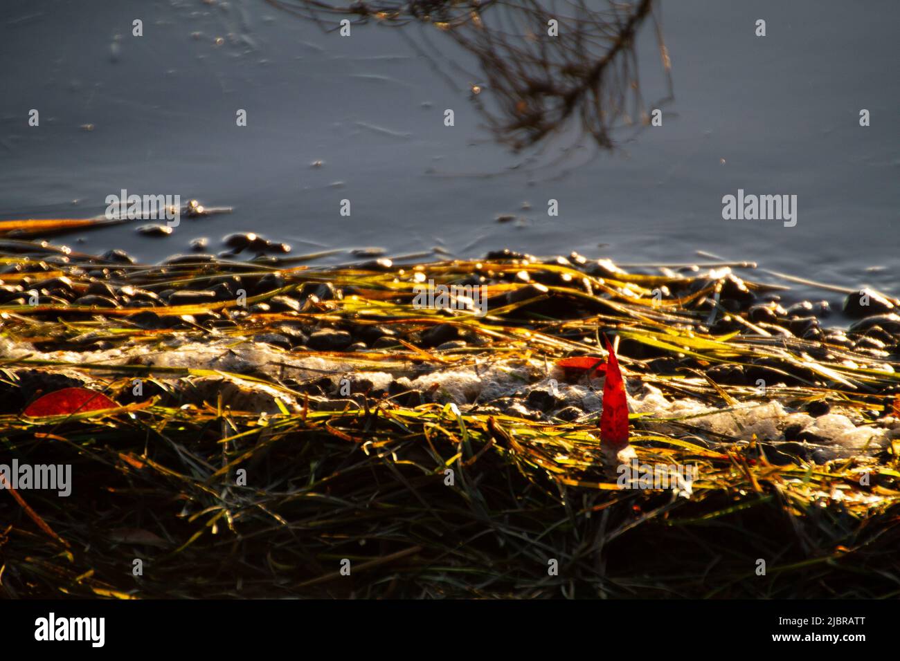 Le alghe sul litorale Foto Stock