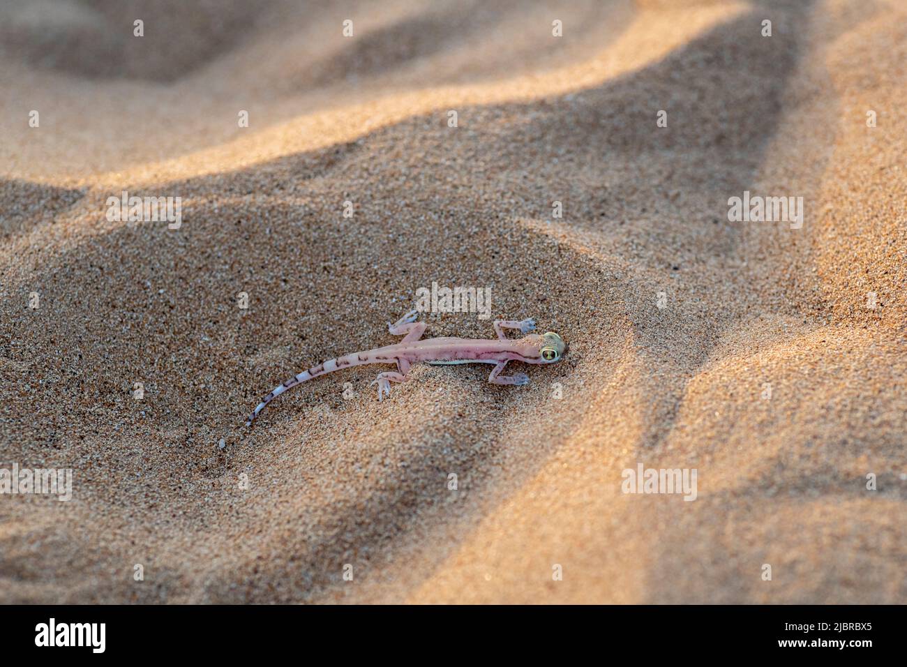 Arabian Short-Fingered Gecko Arabian Sand Gecko pronto a nascondere, Dubai Emirates deserto, Emirati Arabi Uniti, Emirati Arabi Uniti, Emirati Arabi Uniti, Penisola Araba Foto Stock