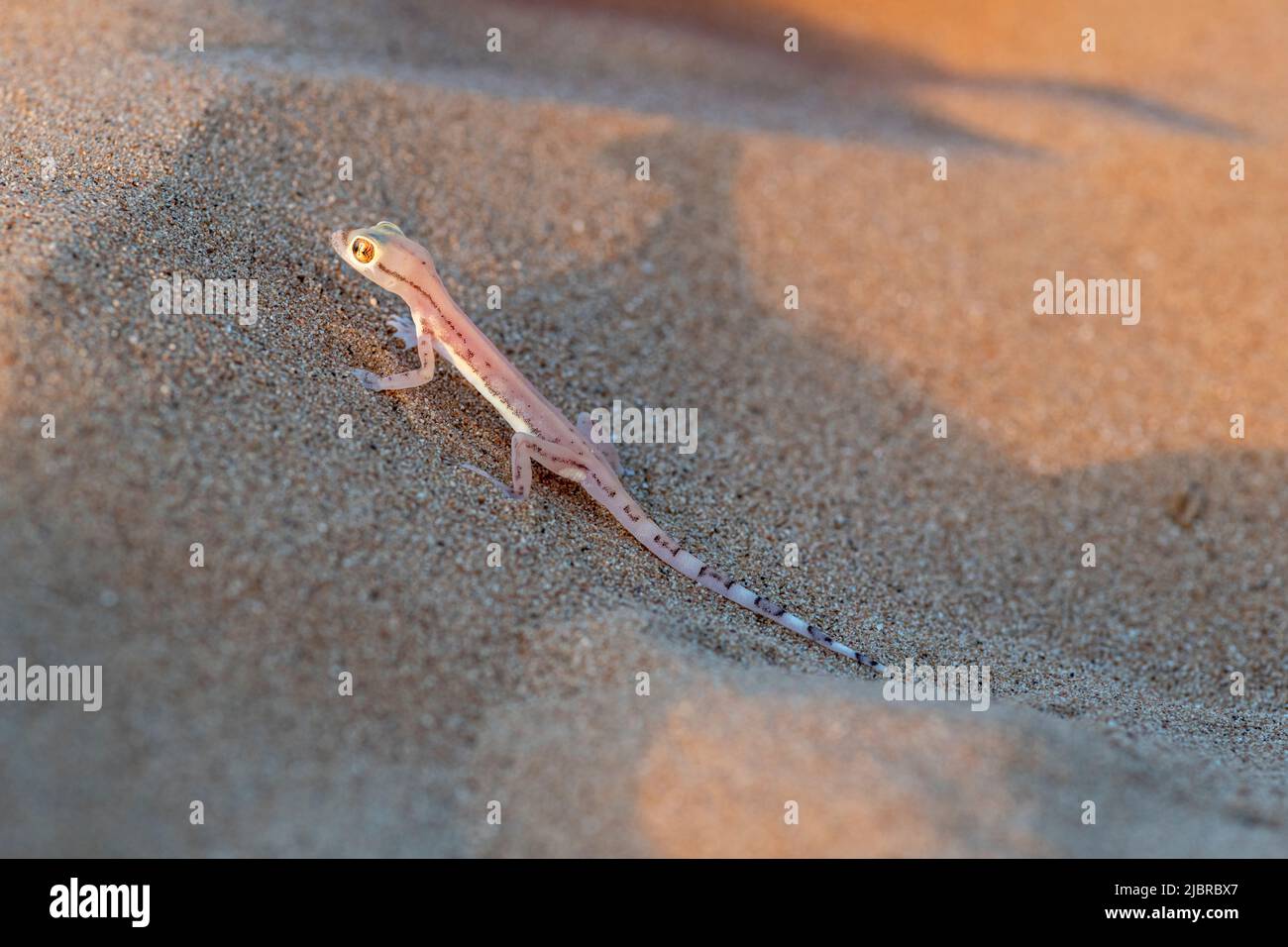 Gecko arabo a breve distanza o gecko arabo, deserto degli Emirati di Dubai, Emirati Arabi Uniti, Emirati Arabi Uniti, Penisola Araba Foto Stock