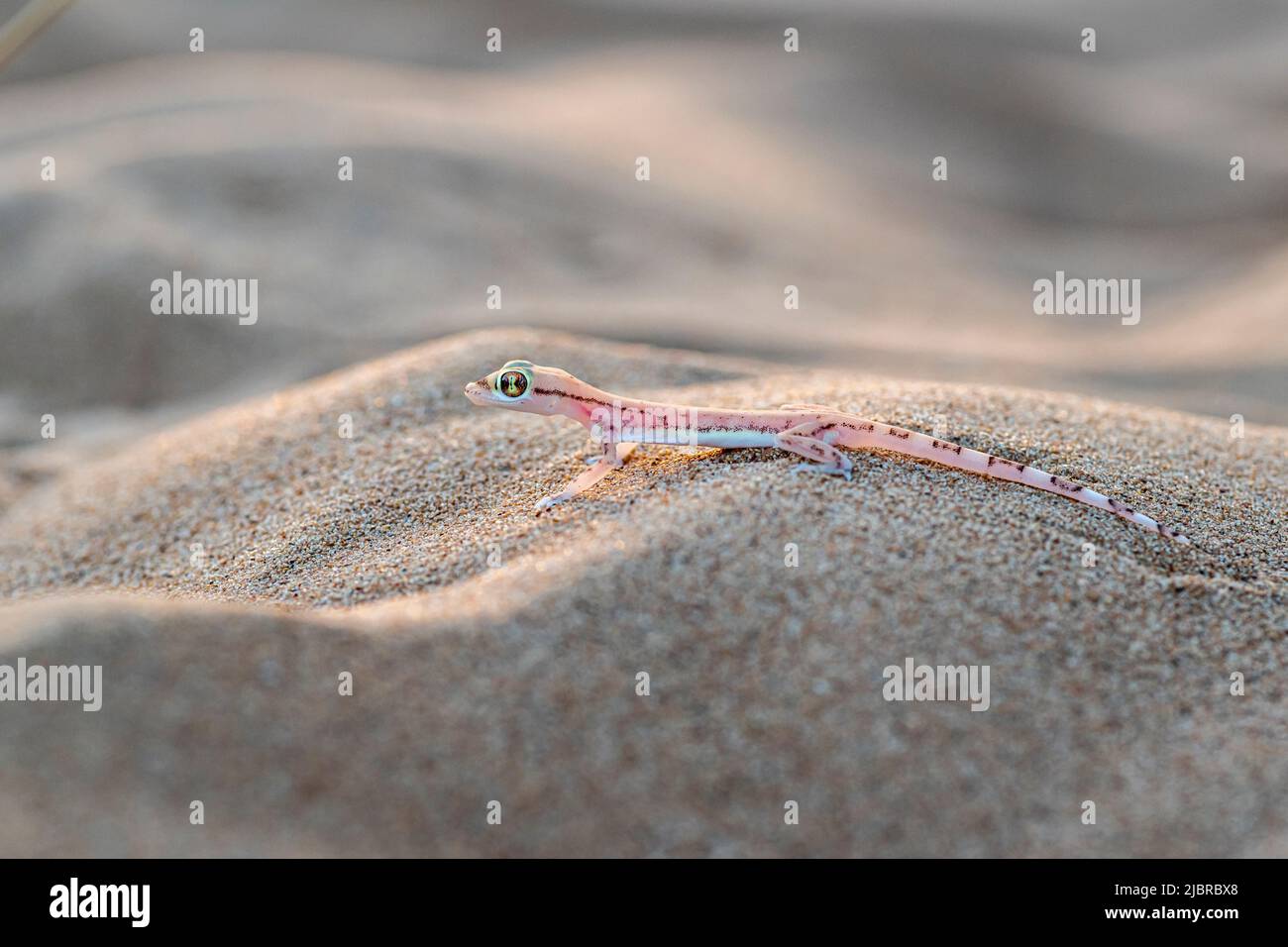 Gecko arabo a breve distanza o gecko arabo, deserto degli Emirati di Dubai, Emirati Arabi Uniti, Emirati Arabi Uniti, Penisola Araba Foto Stock