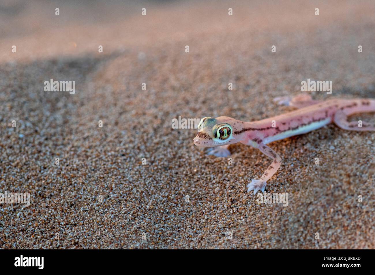 Gecko arabo a breve distanza o gecko arabo di sabbia guardando la fotocamera, Dubai Emirates deserto, Emirati Arabi Uniti, Emirati Arabi Uniti, penisola arabica Foto Stock