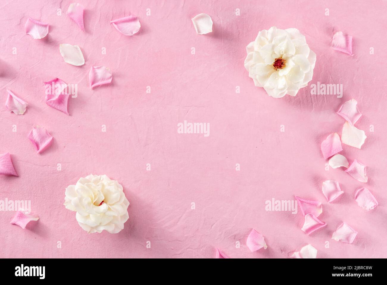 Sfondo floreale con rose bianche e petali, overhead piatto scatto su rosa con spazio copia, un modello di design biglietto d'auguri Foto Stock