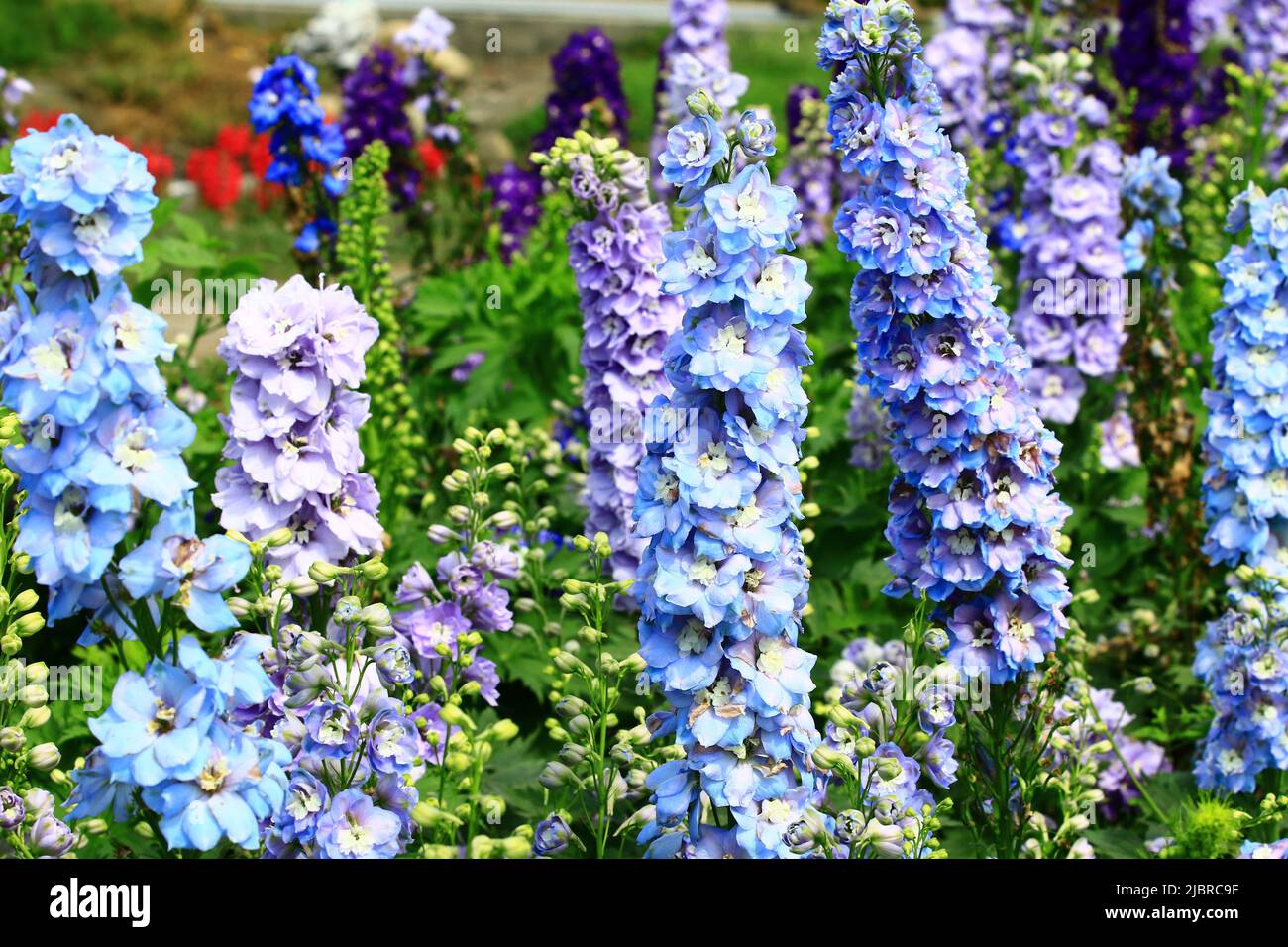 Fiore Delphinium(Candle Delphinium,Inglese Larkspur,Tall Larkspur) fiori, primo piano di blu e viola Delphinium fiori in fiore nel giardino Foto Stock