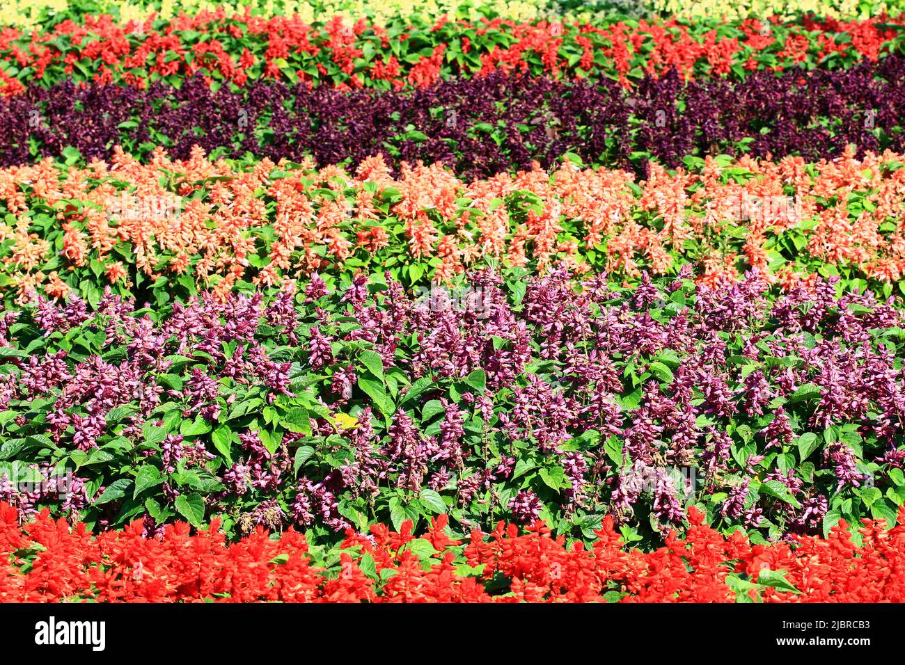 Bellissimo scenario di fioritura Scarlet Sage (Redstring, Tropical Sage) fiori, molti fiori rossi e viola che sbocciano in giardino in una giornata di sole Foto Stock