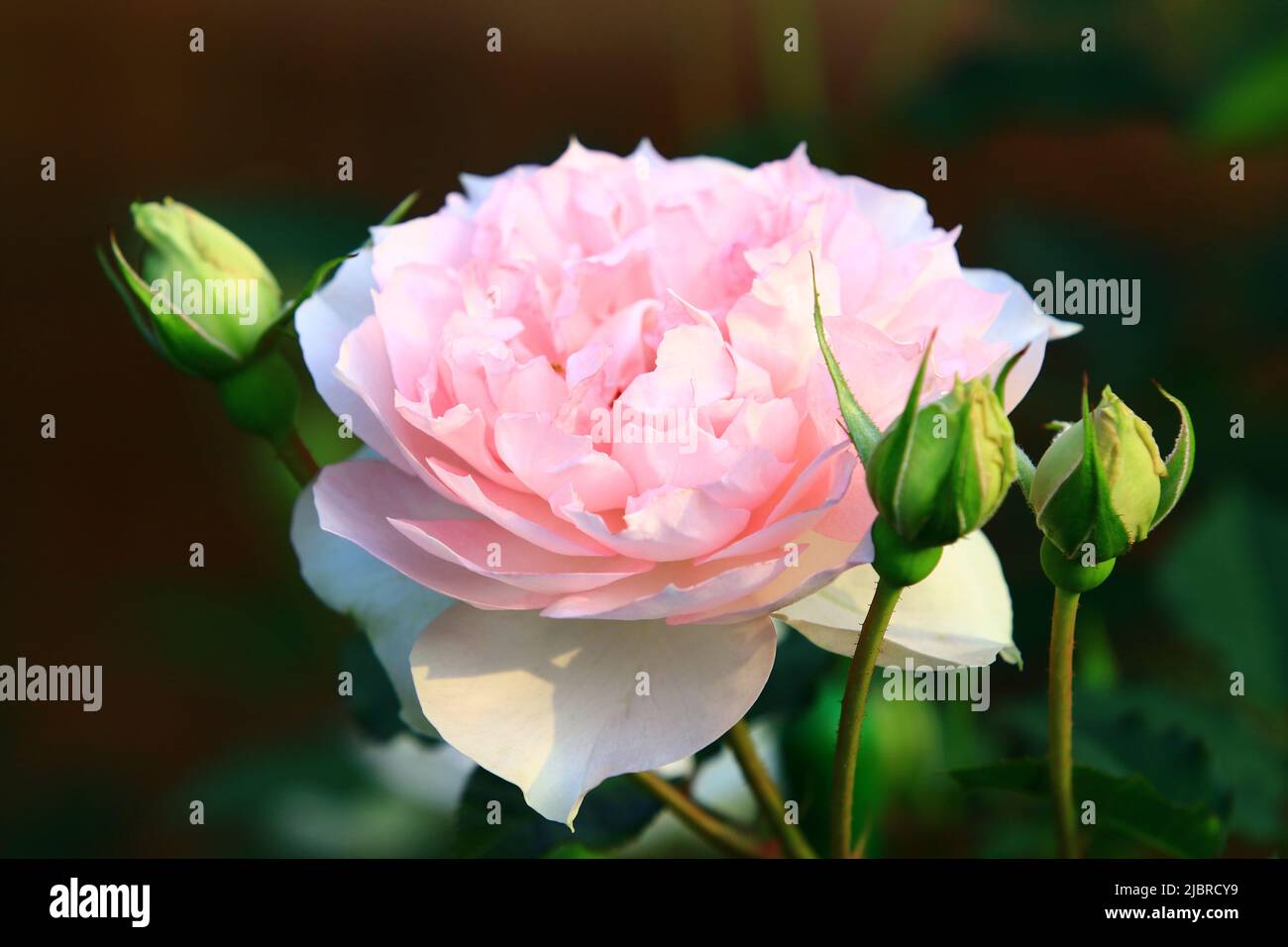 Fiore romantico fresco rosa rosa, bella rosa rosa in piena fioritura in giardino Foto Stock